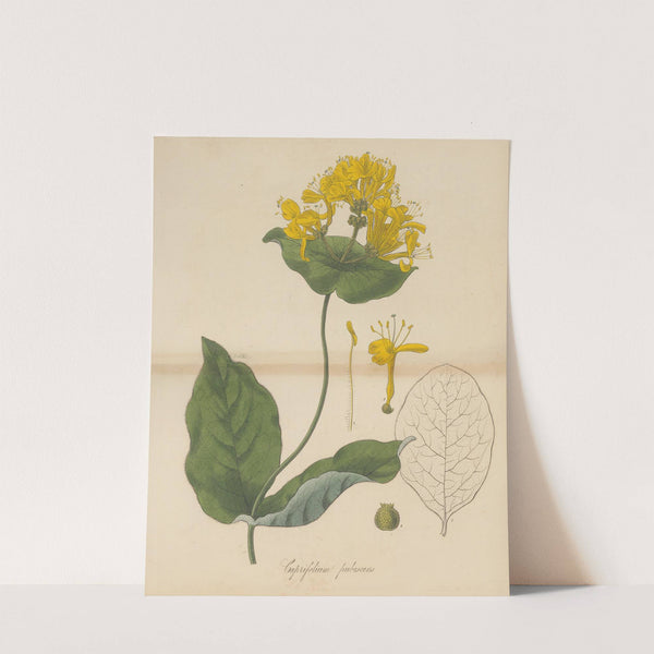 Caprifolium pubescens (1823) by William Jackson Hooker