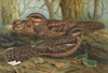 Caprimulgus europaeus
