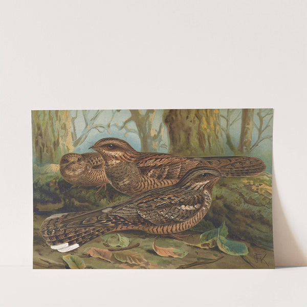 Caprimulgus europaeus by Johann Friedrich Naumann