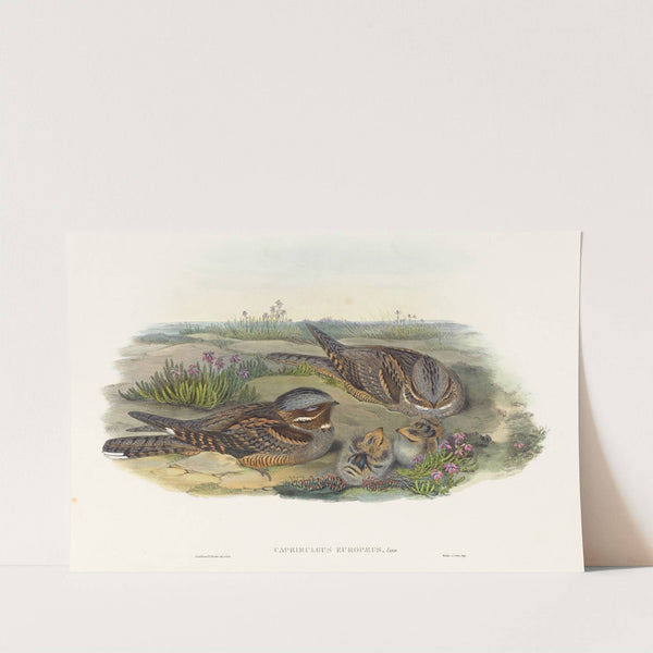 Caprimulgus europaeus (Nightjar) by John Gould