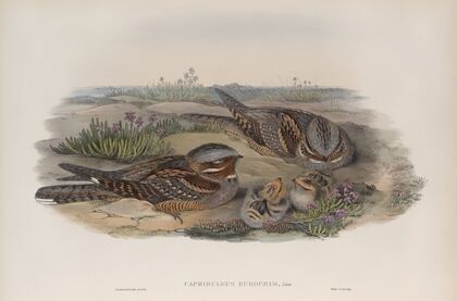 Caprimulgus europæus. Nightjar, or Goatsucker. (1862-1873)