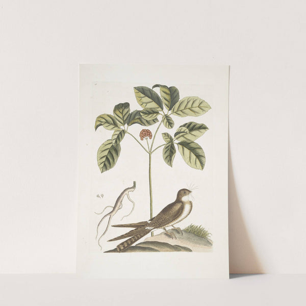 Caprimulgus minor Americanus, The Whip-poor-Will; Aureliana Canadensis, The Ginseng, or Ninsin of the Chinese. by Mark Catesby