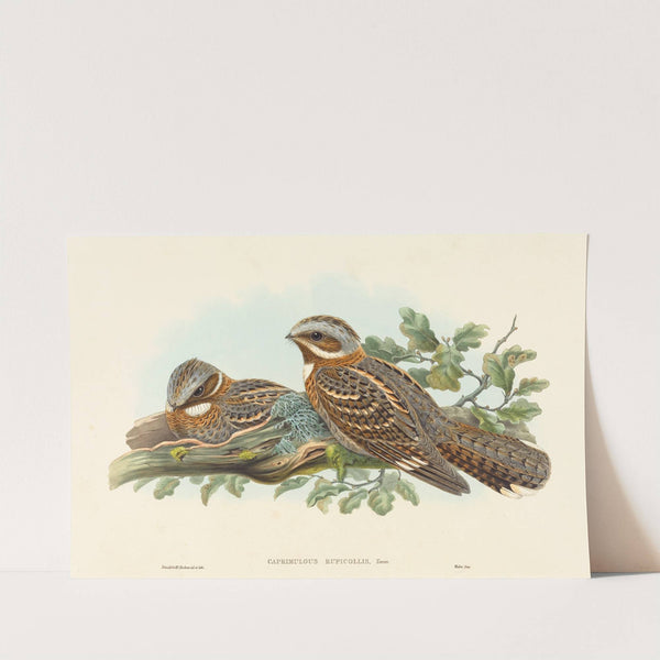 Caprimulgus Ruficollis by John Gould