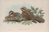 Caprimulgus ruficollis. Red-necked Goatsucker. (1862-1873)