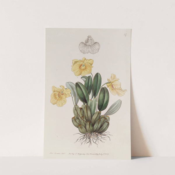 Captain Jenkins's Dendrobium by Sydenham Edwards