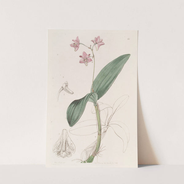 Captain King's Dendrobium by Sydenham Edwards