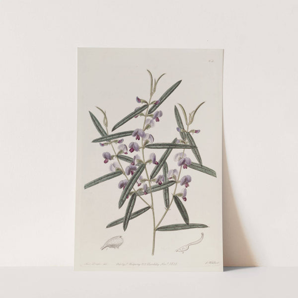 Captain Mangles's Hovea by Sydenham Edwards