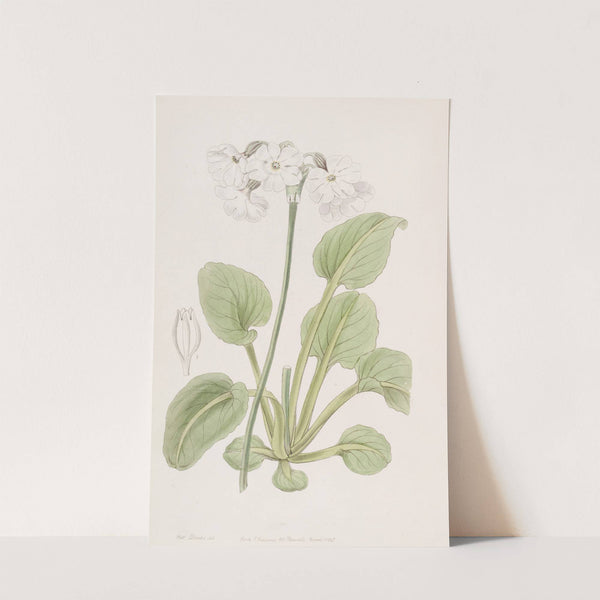 Captain Munro's Primrose by Sydenham Edwards