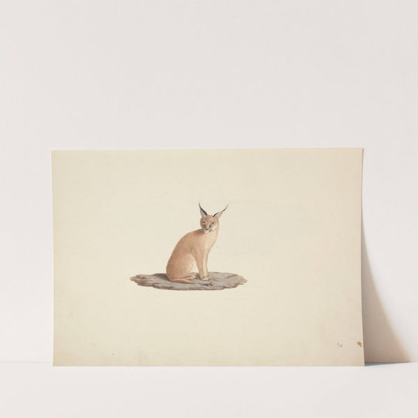 Caracal caracal (desert lynx) by Luigi Balugani