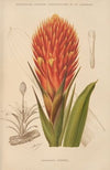 Caraguata Conifera (1893)
