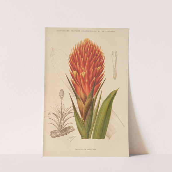 Caraguata Conifera (1893) by George Nicholson