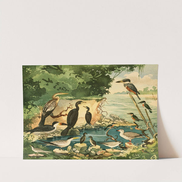 Carará, Mergulhões, Gaivotas, Trinta-réis, Arirambas by Emil August Göldi