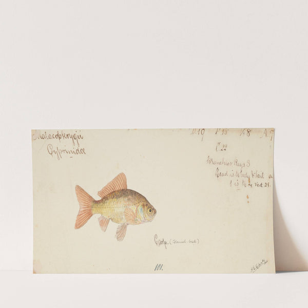 Carassius auratus (Goldfish) by Frank Edward Clarke