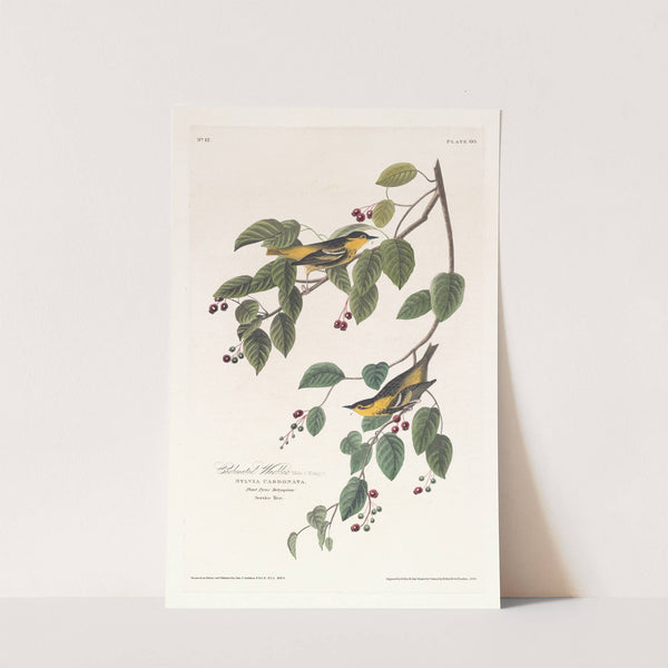 Carbonated warbler by John James Audubon