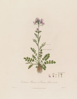 Cardamine Pratensis ; or Common Ladies-smock (1799–1810)