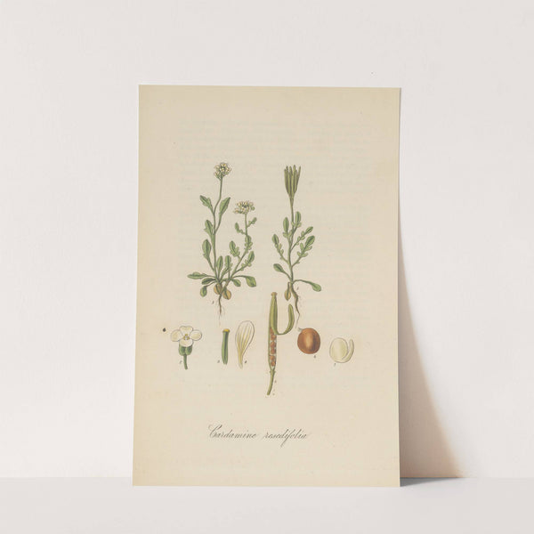 Cardamine resedifolia by William Jackson Hooker