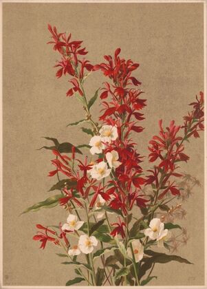 Cardinal flower (1886)