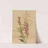 Cardinal Flower (Lobelia cardinalis) (1878) by Mary Vaux Walcott