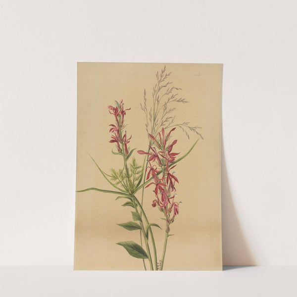Cardinal Flower (Lobelia cardinalis) (1878) by Mary Vaux Walcott