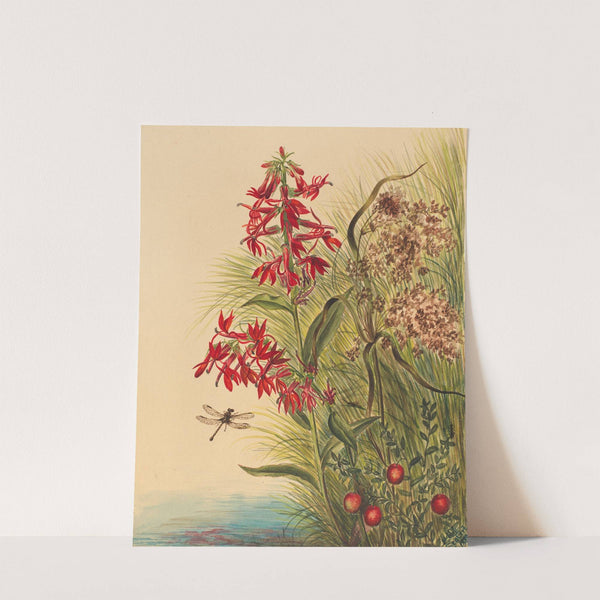 Cardinal Flower (Lobelia cardinalis) (1880) by Mary Vaux Walcott