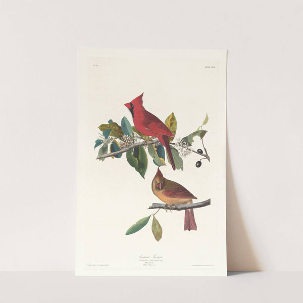 Cardinal grosbeak by John James Audubon