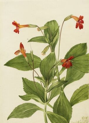 Untitled (1873)
