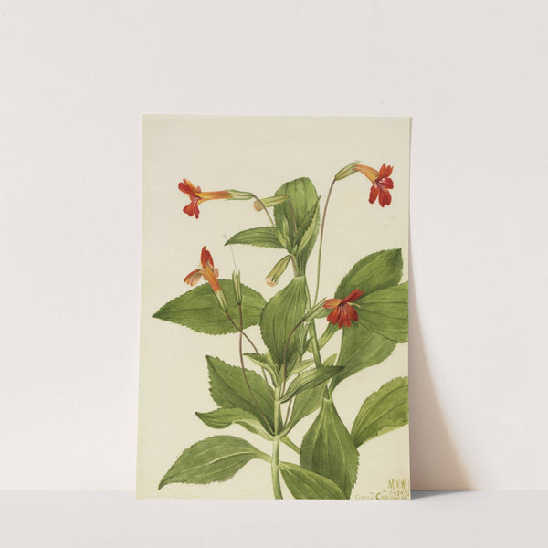Cardinal Monkey Flower (Mimulus cardinalis) (1927) by Mary Vaux Walcott