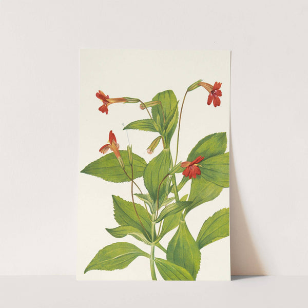 Cardinal Monkeyflower. Mimulus cardinalis (1925) by Mary Vaux Walcott