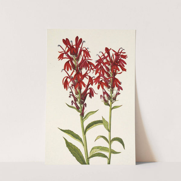 Cardinalflower. Lobelia cardinalis (1925) by Mary Vaux Walcott