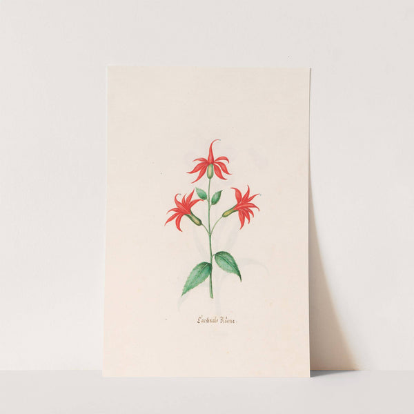 Cardinals Blüme (1692) by Magdelena Rosina Funck