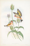 Carduelis elegans. Goldfinch. (1862-1873)