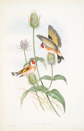 Carduelis elegans. Goldfinch. (1862-1873)