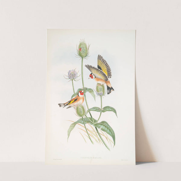 Carduelis elegans. Goldfinch. (1862-1873) by John Gould