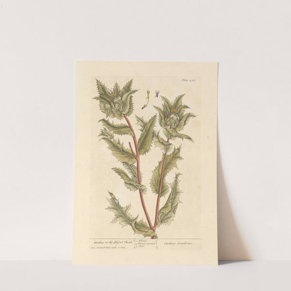 Carduus or the blessed thistle by Elizabeth Blackwell
