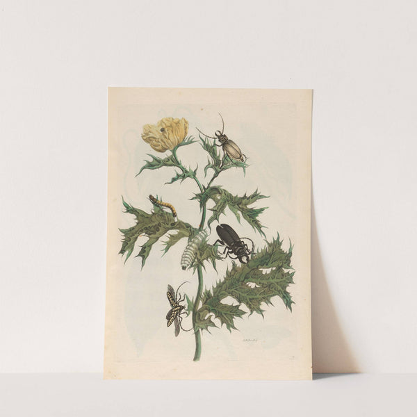 Carduus spinosus (1719) by Maria Sibylla Merian