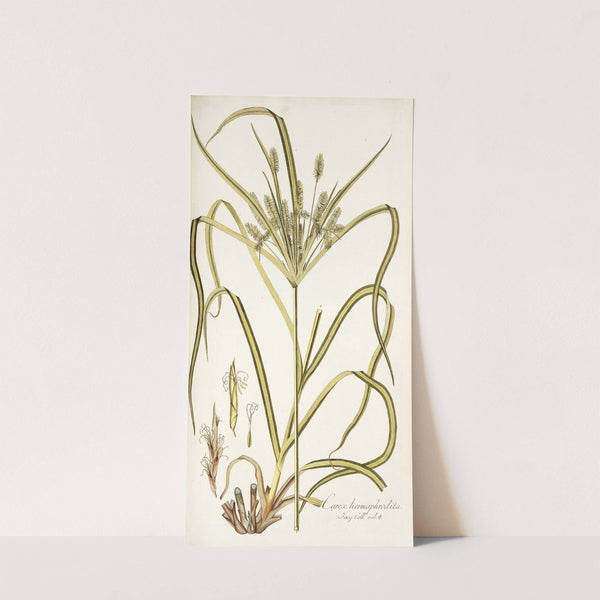 Carex hermaphrodita by Nikolaus Joseph Freiherr von Jacquin