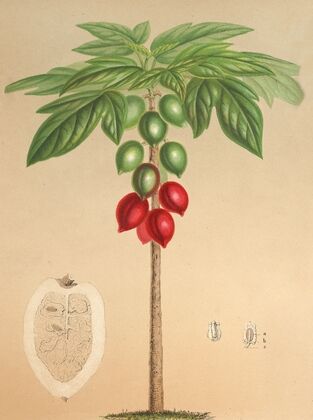 Carica erythrocarpa