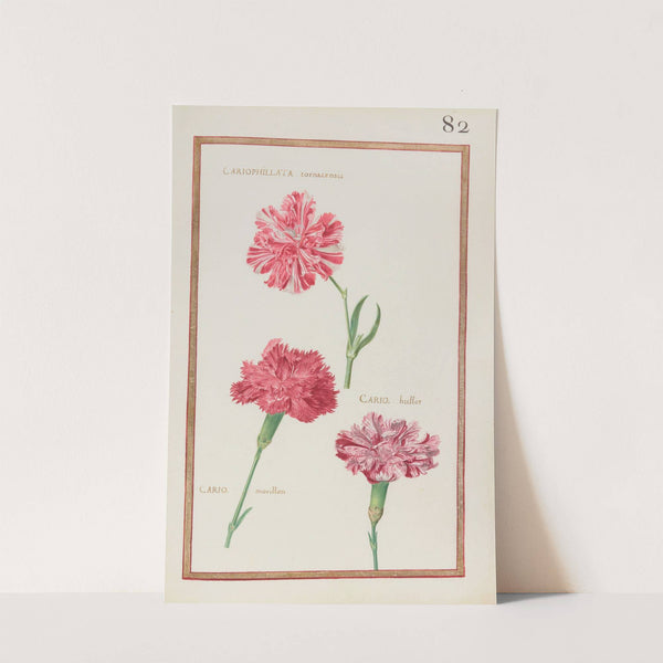 Cariophillata tornacensis ; cario. hullot ; cario. morillon (1624) by Daniel Rabel