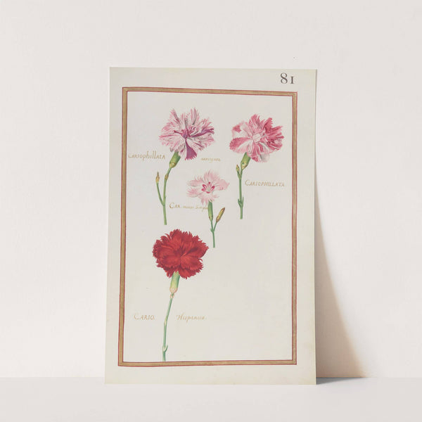 Cariophillata variegata ; cariophillata ; car. minor simplex ; cario. Hispanica (1624) by Daniel Rabel