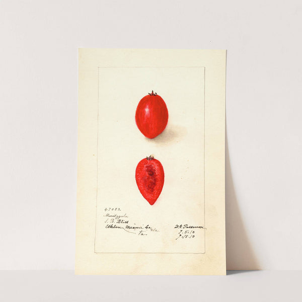 Carissa macrocarpa: Maritzgula by Deborah Griscom Passmore