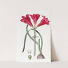 Carmine Amaryllis by Sydenham Edwards