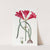 Carmine Amaryllis by Sydenham Edwards
