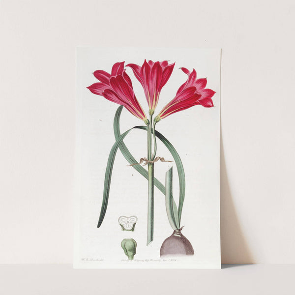 Carmine Amaryllis by Sydenham Edwards