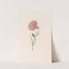 Carnation (1692) by Magdelena Rosina Funck