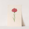 Carnation (1692) by Magdelena Rosina Funck