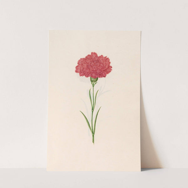 Carnation (1692) by Magdelena Rosina Funck
