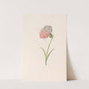 Carnation (1692) by Magdelena Rosina Funck