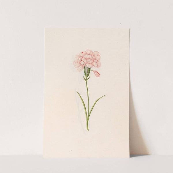 Carnation (1692) by Magdelena Rosina Funck
