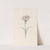 Carnation (1692) by Magdelena Rosina Funck