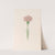 Carnation (1692) by Magdelena Rosina Funck